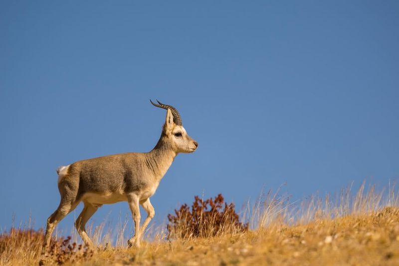 Tibetan Antelope