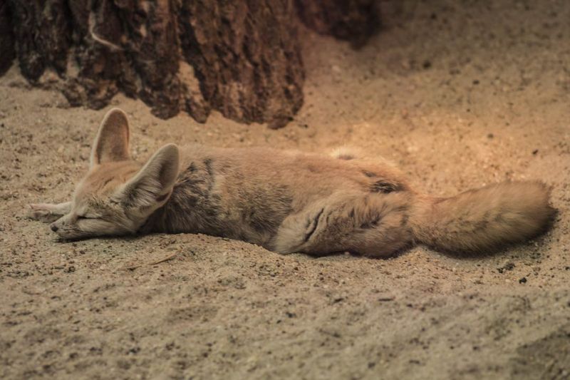 Pale Fox: Sahel's Invisible Resident