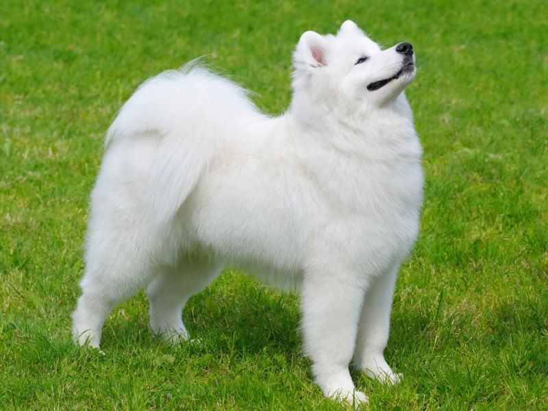 Samoyed