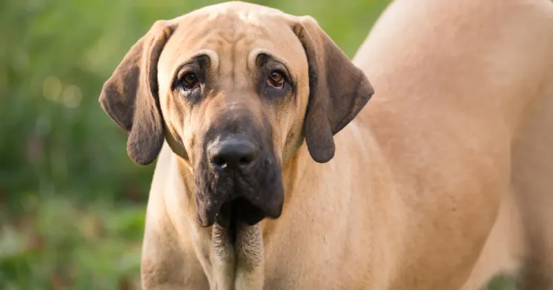 Fila Brasileiro