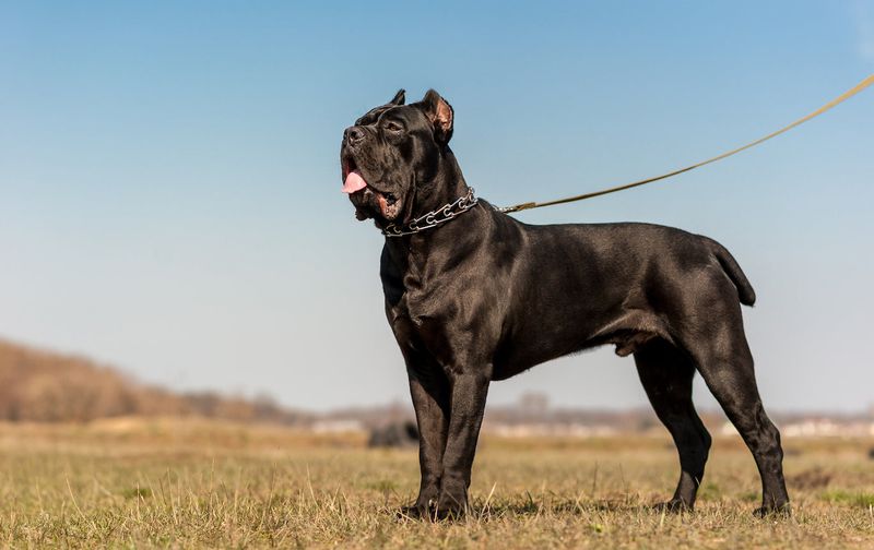 Cane Corso: The Roman Warrior