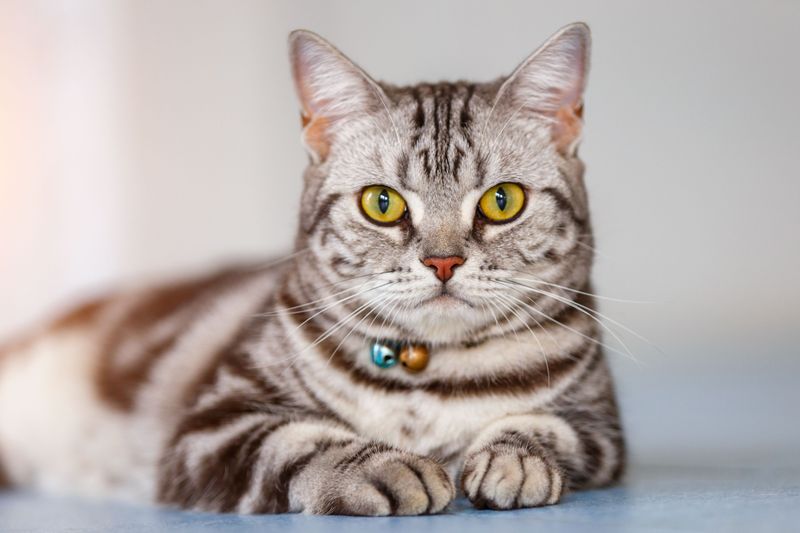 Silver Tabby