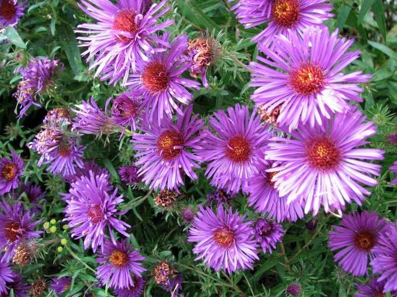 Aster Attraction