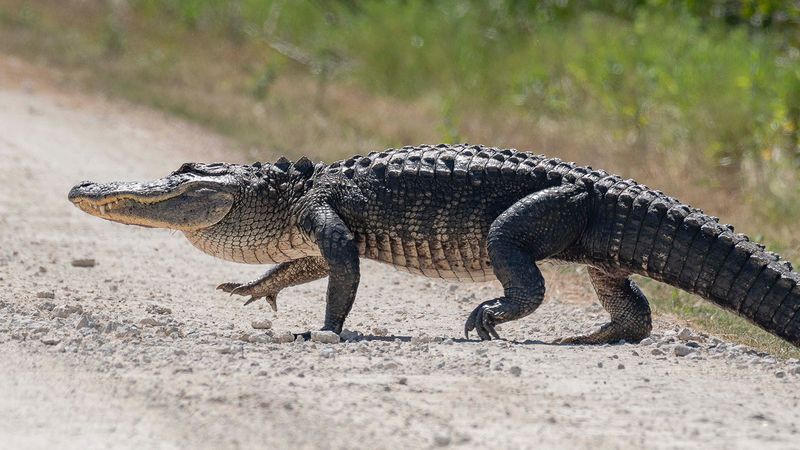 Large Alligator