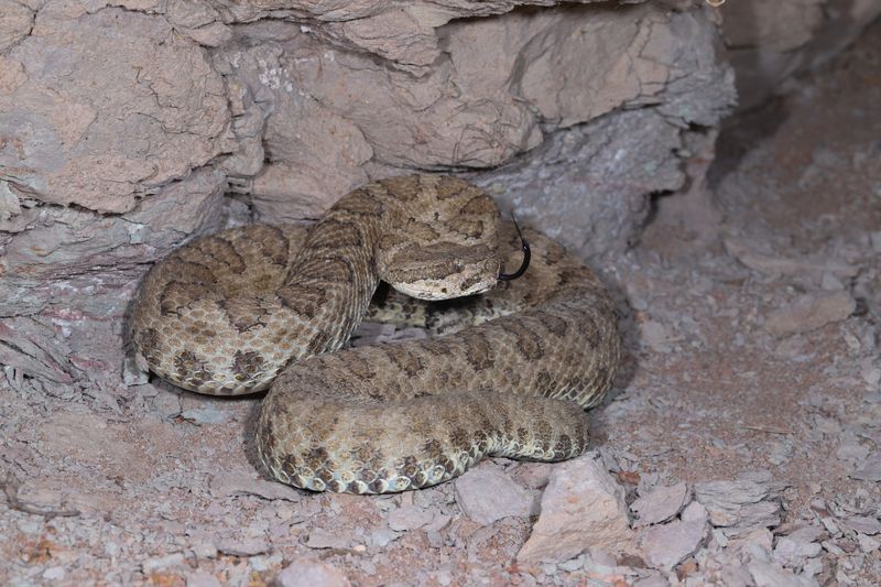 Rock Rattlesnake (Crotalus Oreganus)