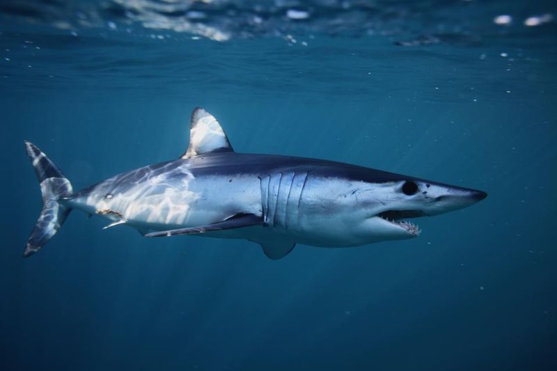 Mako Shark Teeth Are Narrower And Built For Grabbing Fast Fish