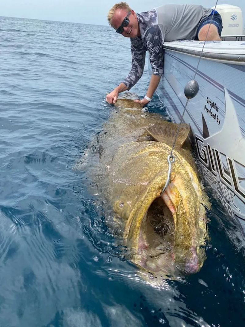 Giant Grouper