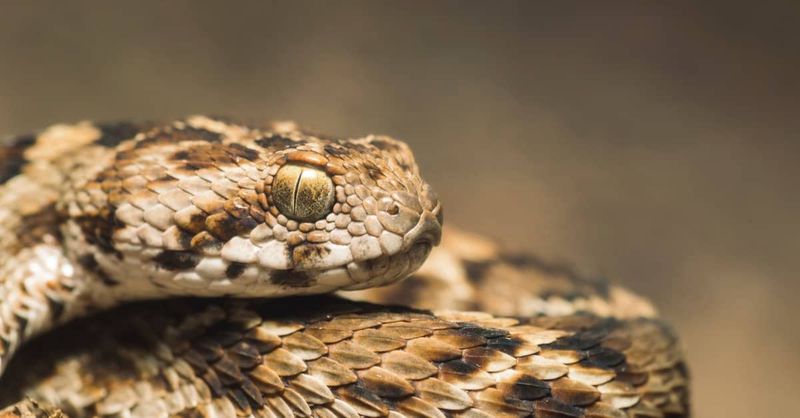 Saw-Scaled Viper
