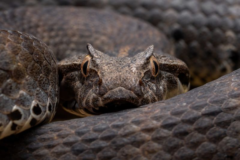 Death Adder