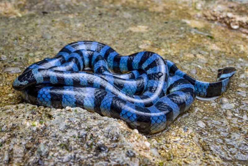 Blue Kraits
