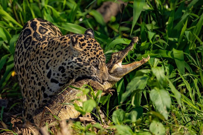 Jaguar Expeditions In The Pantanal