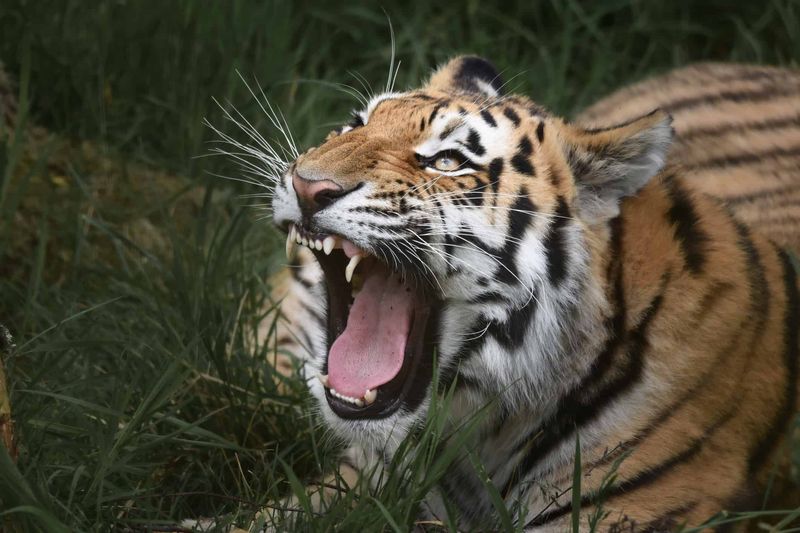 A Tiger's Roar Can Be Heard Miles Away