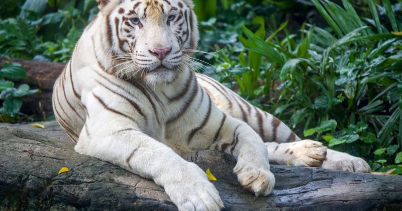 White Tigers Aren't A Separate Species