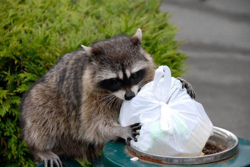 Raccoons: Cute Bandits That Destroy Homes