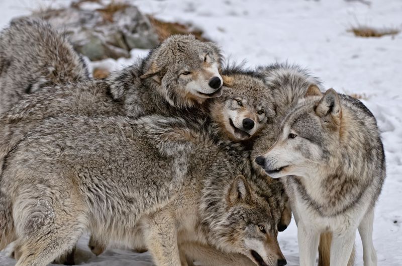 Wolves: Protecting Their Pack's Young, Not Strangers
