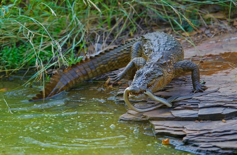 Crocodiles