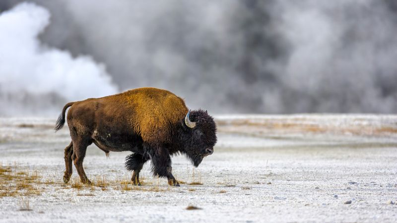 Buffalo