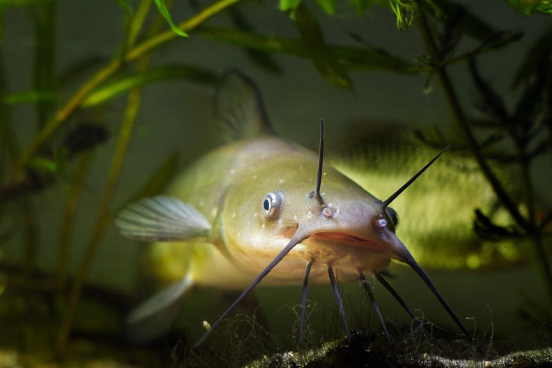 Channel Catfish