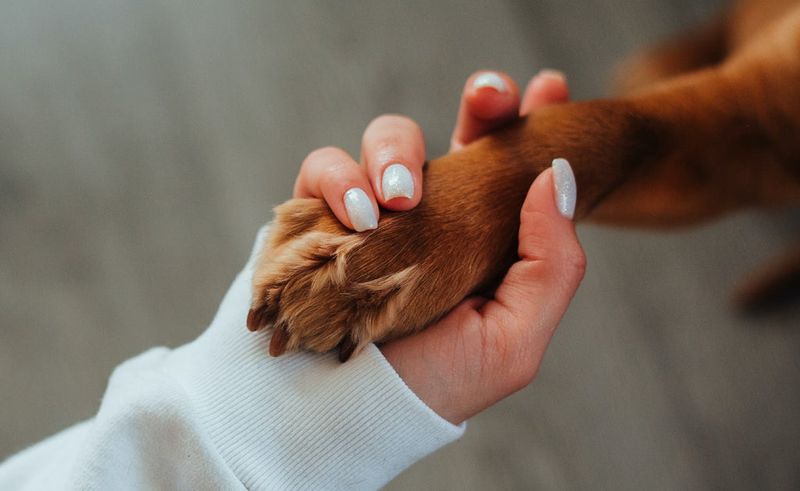 Places Paw On You