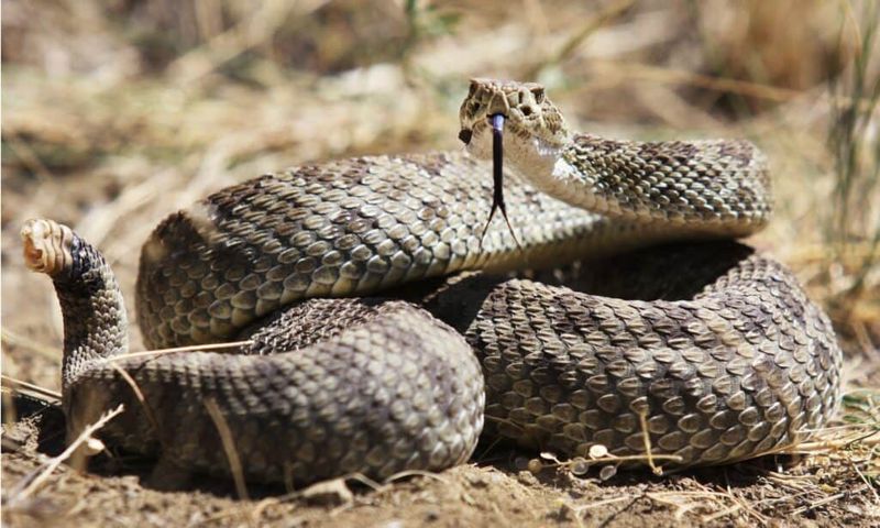 Prairie Rattlesnakes: Grassland Guardians
