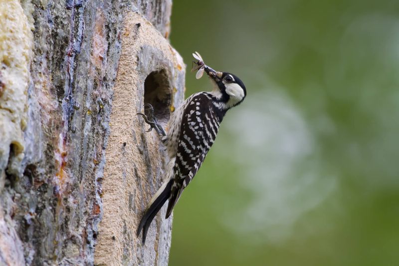 Red-Cockaded Woodpecker – The Forest Architect