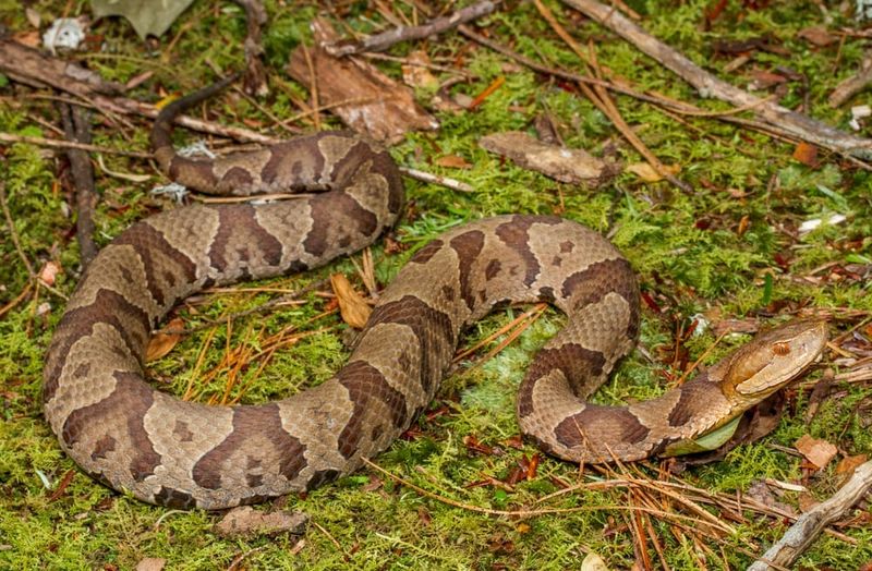 Copperhead
