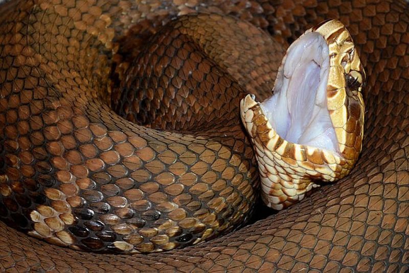 Cottonmouth (Water Moccasin) Won't Hesitate To Defend Itself When Threatened