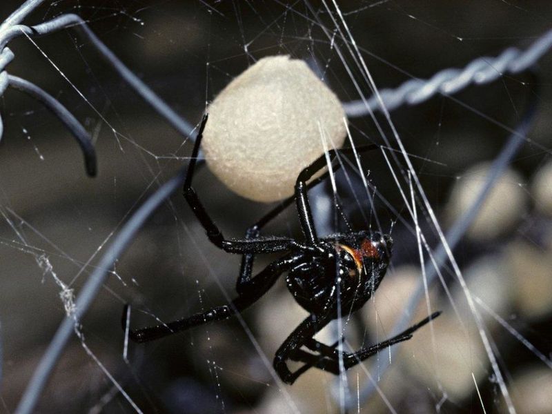 Southern Black Widow