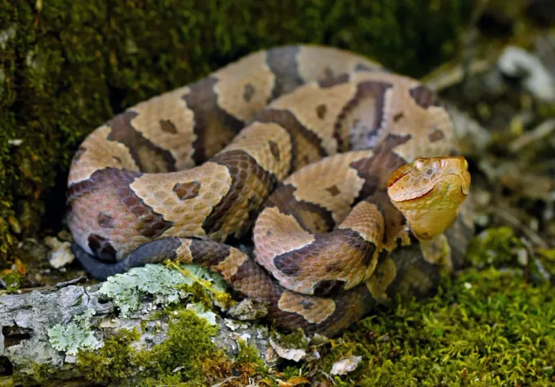 Copperhead