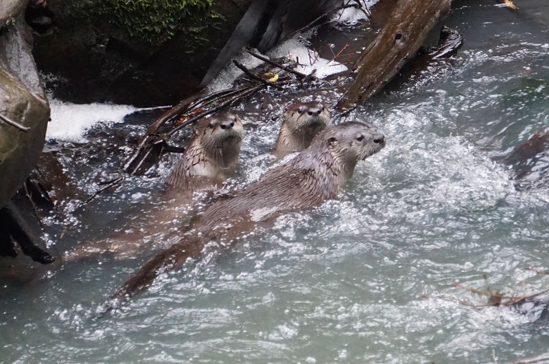 River Otters Splashing Through Waterways