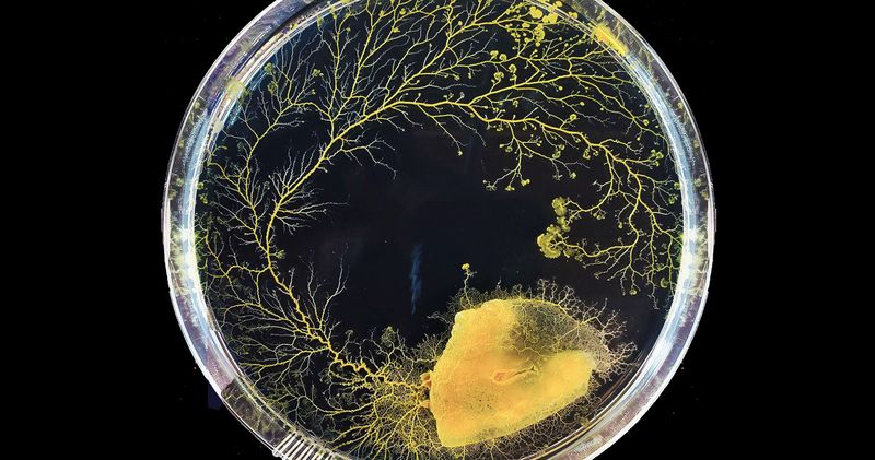 Future-Sensing Slime Molds