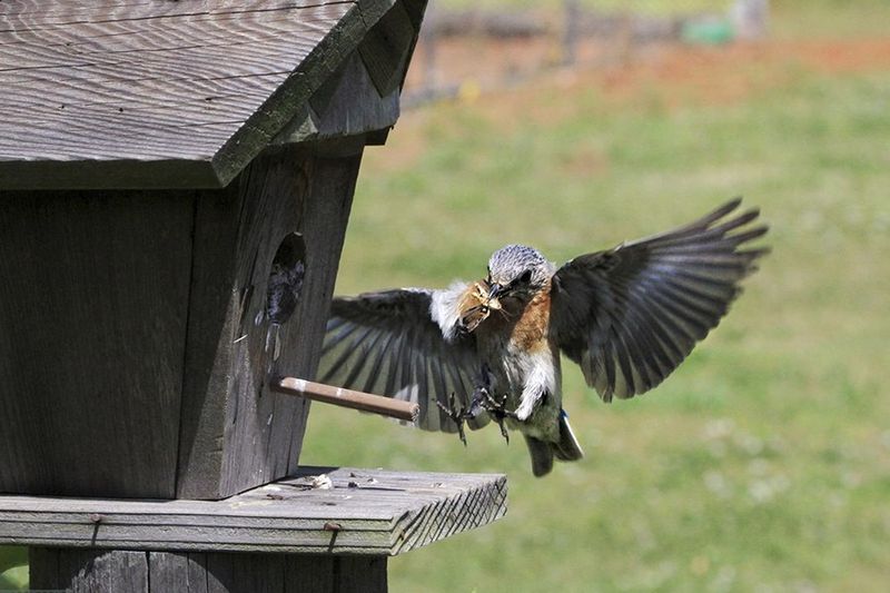 Create A Perch-Free Entrance