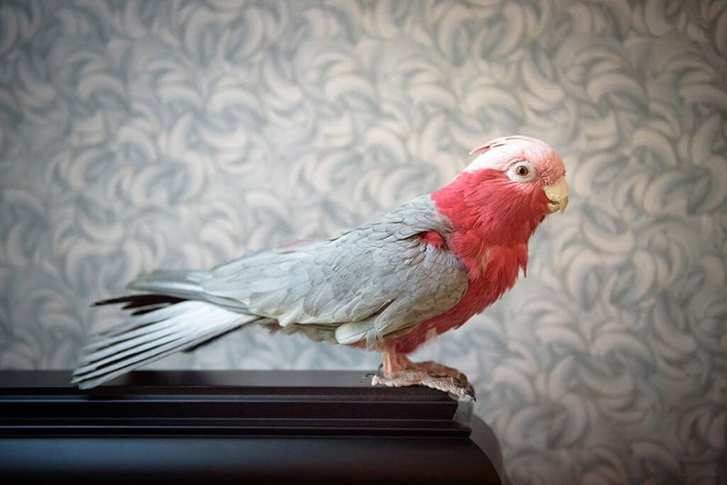 Rose-Breasted Cockatoo – The Sweet-Voiced Charmer