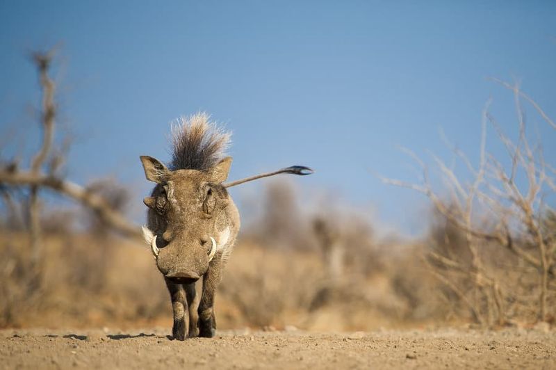 Pumbaa's Warthog Wisdom