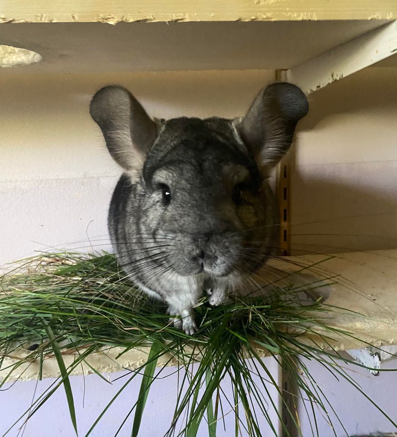 Orchard Grass And Meadow Hay Are Great Alternatives