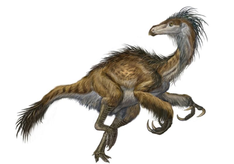 Feathers From The Beginning?