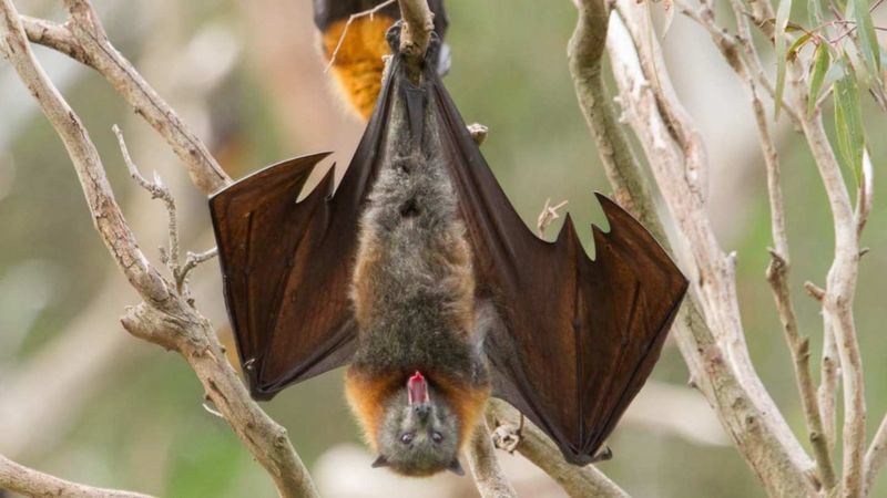 Night Shift Specialists: Bats