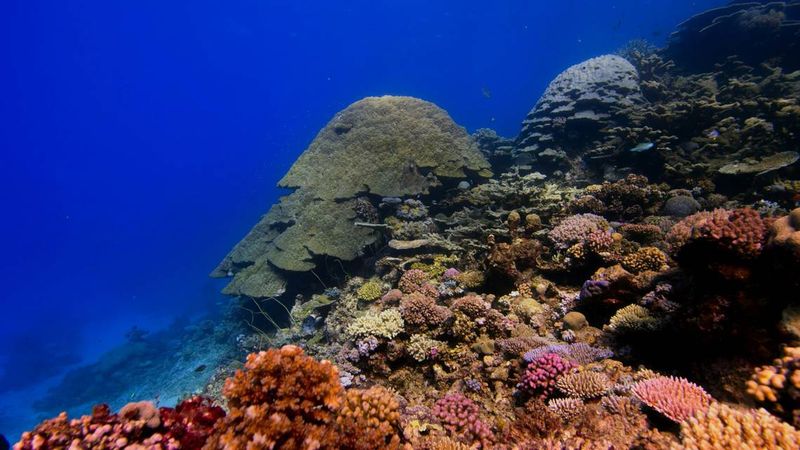 Rocky Reef Habitat Keeps It Hidden