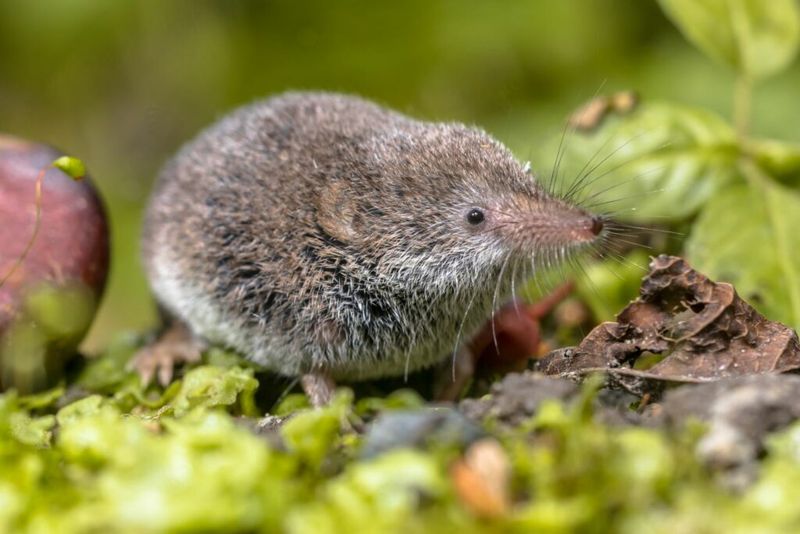 Secretive Shrews