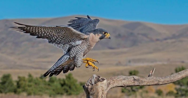 Fierce Peregrine Falcons