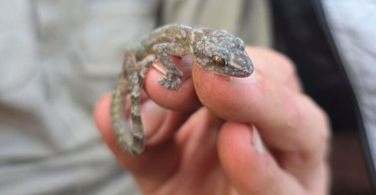 Tiny Species, Once Thought Extinct, Rediscovered After 34 Years