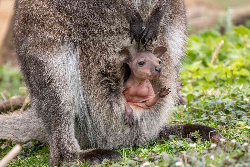 Pouch School For Joey Jumpers