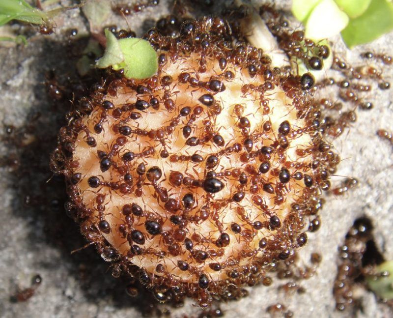 Territorial Defenders: Fire Ants