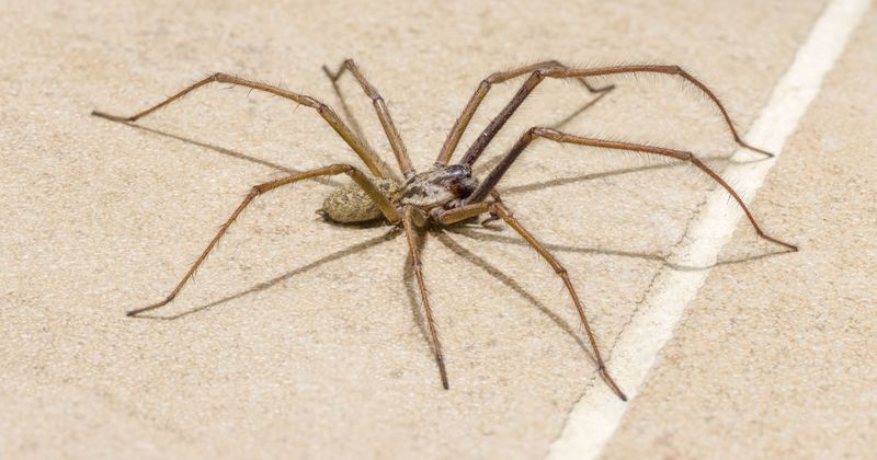 Eight-Legged Dust Bunnies
