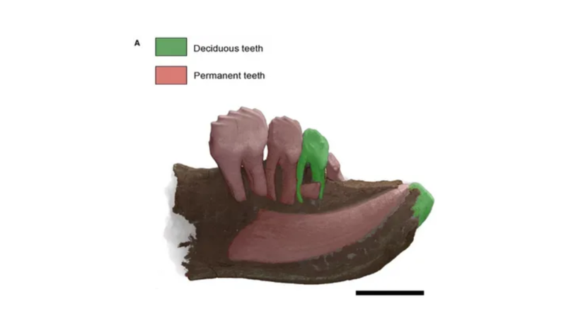 Distinctive Dental Formula
