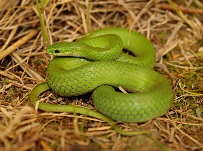 Smooth Operator: Smooth Green Snake