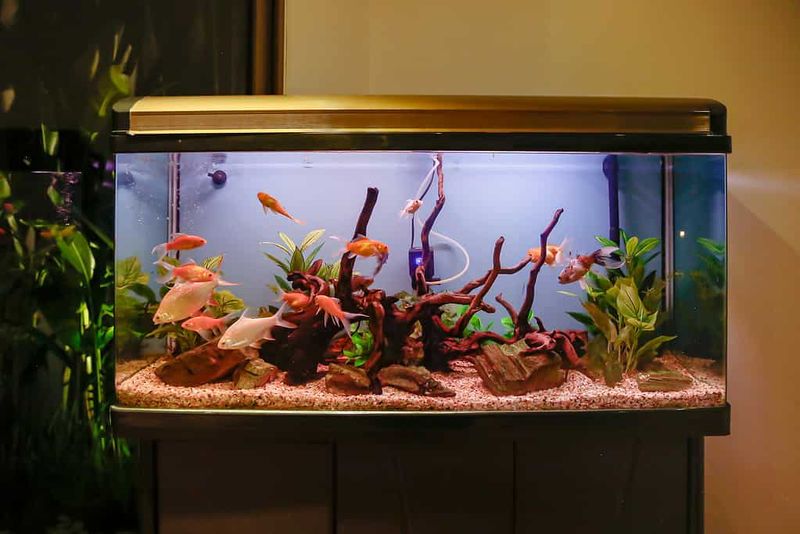 Choose The Right Tank Size