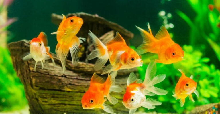 Tips For Taking Care Of Fish