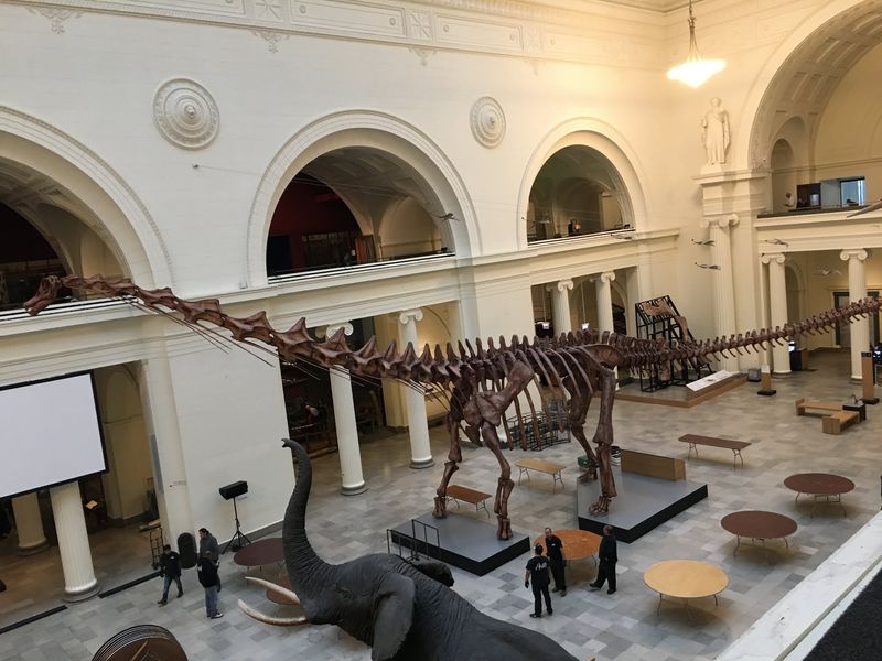 Brachiosaurus