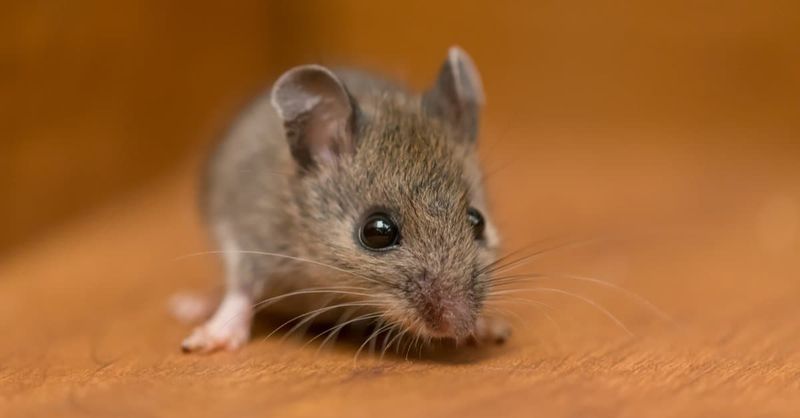 Mice Don't Actually Love Cheese